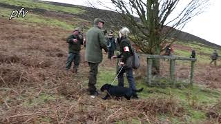 Watch FTCh WINDWITHE SOLITAIRE of STRIGIDAE runs at the 2019 Kennel Club CockerSpaniel Championship [upl. by Gerrard]