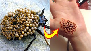 10 Most Dangerous Bugs in the World [upl. by Norrie694]