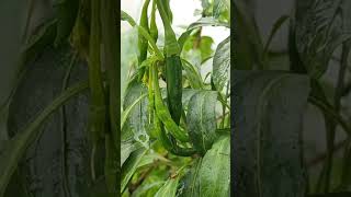 How to grow chilli in a potgardenbeauty growingvegetables natureharvesting [upl. by Rialc17]