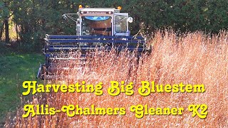 Harvesting Big Bluestem  AllisChalmers Gleaner K2 [upl. by Sydalg]