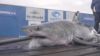 Web Extra Tagging Cabot The Great White Shark [upl. by Territus]