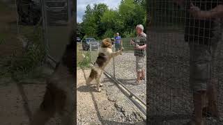 8months old tornjak isnt happy with strangers😡🐶 caucasianshepherd dog puppy caucashianshepherd [upl. by Krahling941]