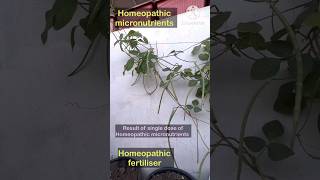 Result of Homeopathic Micronutrients for plantsmicronutrientshomeoagro [upl. by Yleak]