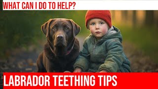 Taming Teething Troubles Tips for Labrador Retriever Puppies [upl. by Vittorio]