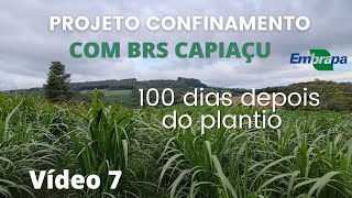 BRS Capiaçu depois de 100 dias de plantado  Vídeo 7 [upl. by Aliak789]