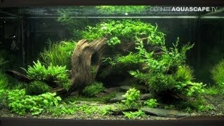 Aquascaping  The Art of the Planted Aquarium 2013 XL pt2 [upl. by Artina115]