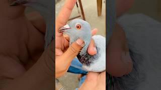 Bazi ki tyari🔥🔥youtubeshorts pigeonlover shortvideos birdslover shortsfeed [upl. by Akins]