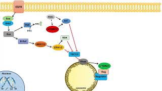 Ras Raf MEK ERK Signaling and the mTOR Pathway  Interactions and Regulation [upl. by Amuh252]