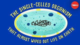 How a singlecelled organism almost wiped out life on Earth  Anusuya Willis [upl. by Crowns]