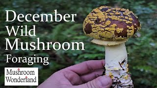 December Wild Mushroom Foraging 2023 [upl. by Debera]