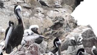 Les îles Ballestas Paracas Pérou  Tout Pérou Blog Forum [upl. by Novit]