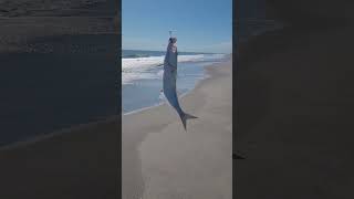 Catching bluefish whiting and pompano on the outgoing tide at Cocoa Beach tight lines [upl. by Allets]