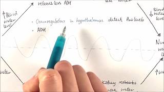 A2 Biology  Osmoregulation OCR A Chapter 156 [upl. by Holli359]