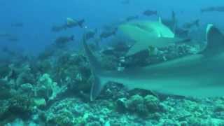 Silver Tip Sharks  Avatoru pass Rangiroa [upl. by Maxantia244]