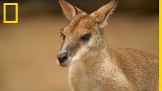 Découvrir le kangourou  tout ce quil faut savoir sur la mascotte australienne [upl. by Lamar]