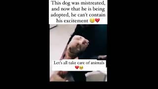 This dog was mistreated and now that he is being adopted [upl. by Parrisch]