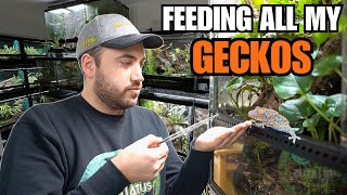 FEEDING MY PET GECKOS Tokays Cresties Sand Geckos and more [upl. by Warthman]