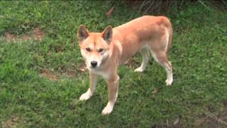 Австралийский динго  Dingo Australian Native Dog [upl. by Noled143]