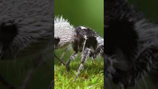 The Panda Ant The Cute But Deadly ‘Cow Killer’ [upl. by Guy]