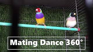 Gouldian Finch Courtship Dance change music [upl. by Freeland]