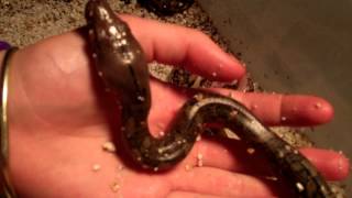 blue eyed Leucistic Reticulated python clutch 014MP4 [upl. by Merell]