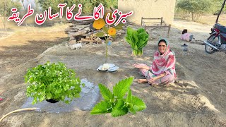 Sabzi Ugany Ka Asan Tarika Village In Desi And Pure Green Vegetables Ugany Ka trika Alia Vlogs [upl. by Sjoberg]