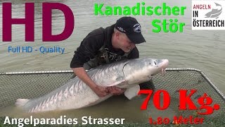 Kanadischer Stör mit 70 Kg  Anglerparadies Strasser  FULL HD [upl. by Gorski]