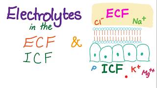 Electrolytes in the ECF and ICF  Sodium Potassium Chloride Calcium HCO3  Homeostasis [upl. by Reis530]