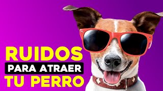 SONIDOS y Ruidos para Atraer a Tu PERRO 🐶 ❤️ [upl. by Ursuline]