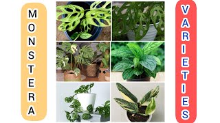 16 Different types of monstera plant  Monstera plant  monstera plant varieties [upl. by Cart]