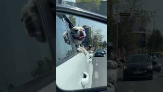 French bulldog enjoying the ride  frenchbulldog dog funny shorts ytshorts [upl. by Scherle]