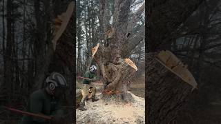 This Tree Must Die 😢arboriculture arborist treeremoval stihl 500i chainsaw viral shorts [upl. by Pebrook]