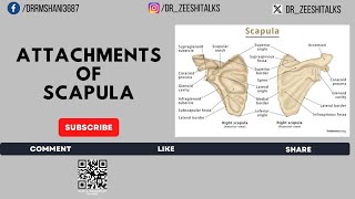 Attachments of Scapula  Upper Limb Bones  Anatomy Cognition  4K [upl. by Tye]