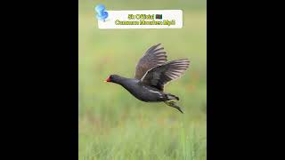 নতুন ডুংকোর পাখির ডাক ২০২৪ ডুংকর পাখি ডাক  Common Moorhen Bird Call Mp3  Bird  Dunkor Pakir duk [upl. by Cathey]