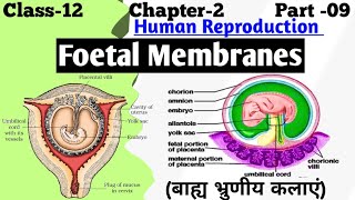 Fetal membranes  Extraembryonic Membranes  Amnion Chorion Yolk Sac and Allantois [upl. by Esadnac]