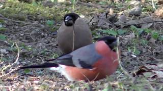 BULLFINCHES Nuthatch amp Finches  Relaxing [upl. by Rawlinson270]