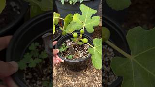 Removing Baby Figs From A Rooted Fig Cutting figs figtree fruit foodforest gardeningtips [upl. by Phaih]