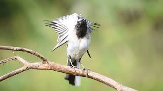 A short clip of The whitebrowed wagtail Nature  Santh Photography  Wildlife  Birds [upl. by Jehu]