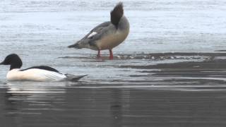 Gänsesäger Mergus merganser [upl. by Losyram971]