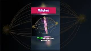 Metaphase of Mitosis 101 [upl. by Barby]