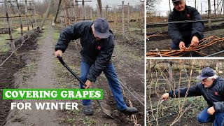 Pruning and Covering the Grapevine for the Winter Practical advices [upl. by Enelrahs]