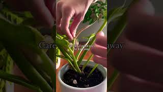 Cleaning Plants plants beautiful soilpot cleaning soiltypes farming propagation shorts edit [upl. by Walcoff]