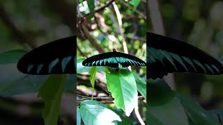 Rajah Brookes birdwing butterfly [upl. by Hollander168]