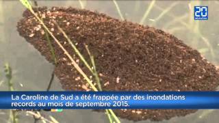 Des fourmis de feu échappent aux inondations en se transformant en radeau [upl. by Walker798]