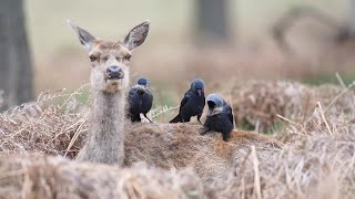 Jackdaws are gathering nest material from red deer [upl. by Llenyr391]