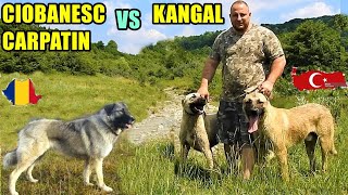 KANGAL VS CIOBANESC CARPATIN CARE ESTE SUPERIORDISCUTII CU DAN DE LA CAMPINA [upl. by Gnagflow]