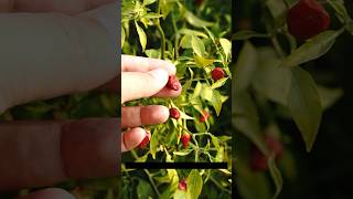 Grow you chilli plant again 2 year in a Row farming gardening chiliharvest [upl. by Dudley]