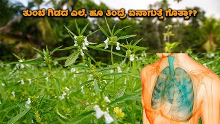 ತುಂಬೆ ಗಿಡದ ಬಗ್ಗೆ ಇಷ್ಟು ದಿನ ಯಾರು ಹೇಳದ ವಿಷಯ  Medicinal Benefits of Leucas  Tumabe Herb  Food Media [upl. by Holcman]