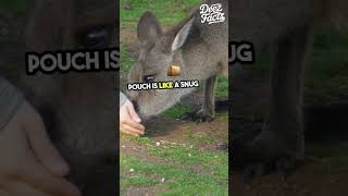 GET SOME MIND BLOWING FACTS ABOUT KANGAROOS BABY viral shortsvideo animals factskangaroo [upl. by Emee644]