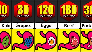 How Long Do Foods Stay In Your Stomach  Comparison [upl. by Ziagos]